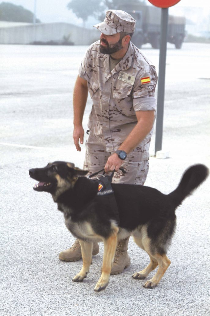 Tercio Sur Infantería de Marina perros
